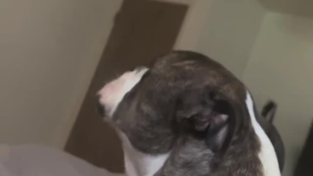 Dog Singing 🐕 🤩