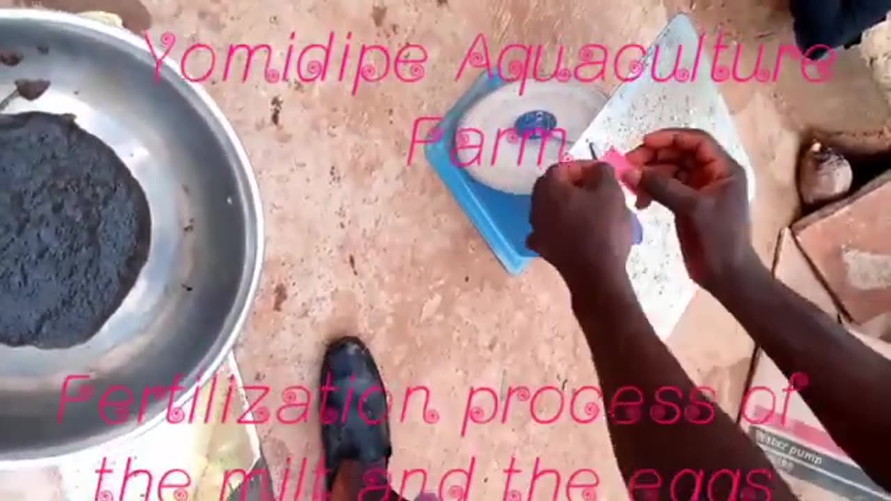 Catfish reproduction