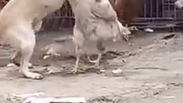 Dog vs Chicken😲😁