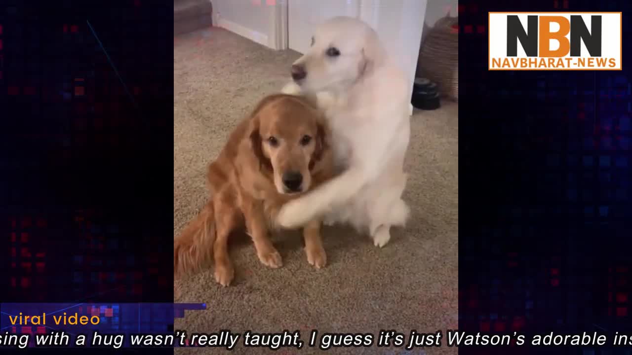 This video of a dog apologizing to his brother for eating his food!