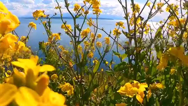 Ebey’s Landing walk today. I brought the Insta360 along