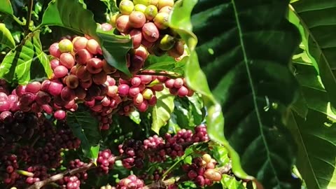 Captivating Images: Coffee Tree Laden with Fruit Showcasing Nature's Mesmerizing Beauty