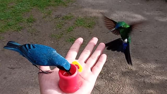 Multiple Birds Being Hand Fed at Zuroloma Birding