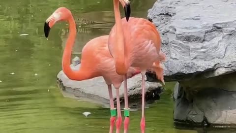 The long-legged flamingo