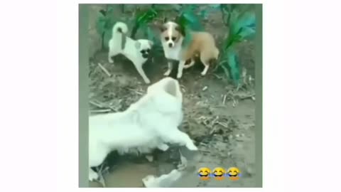 Acting wala dog