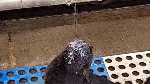 Farm Cat Loves Milk From the Source