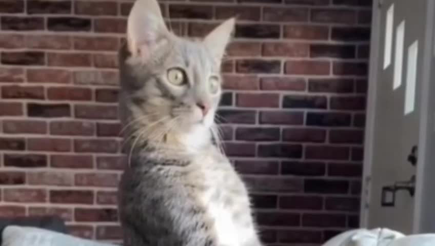 Cat funny video