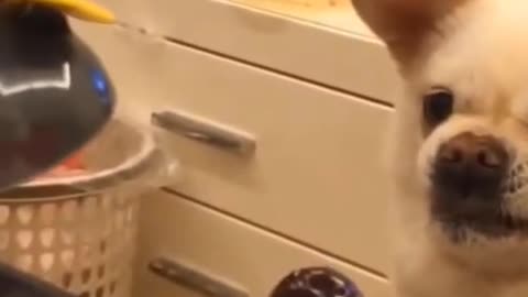 hilarious reaction by dog