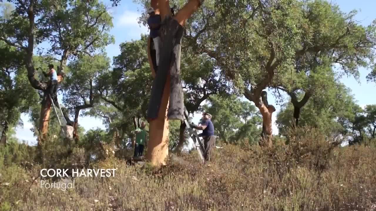 How It's Made Wine Cork - Harvesting 50 Million Cork Wine and Making Process in factory