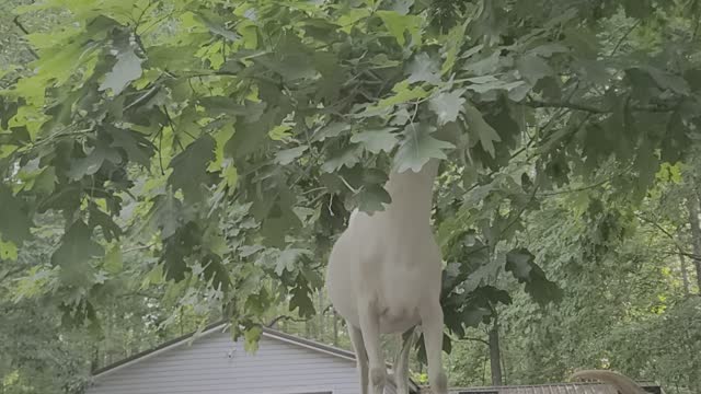 Goat Climb on Car to Reach Tree Branch