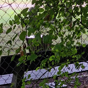 This fluff-bird has it all #mockumentary #nature