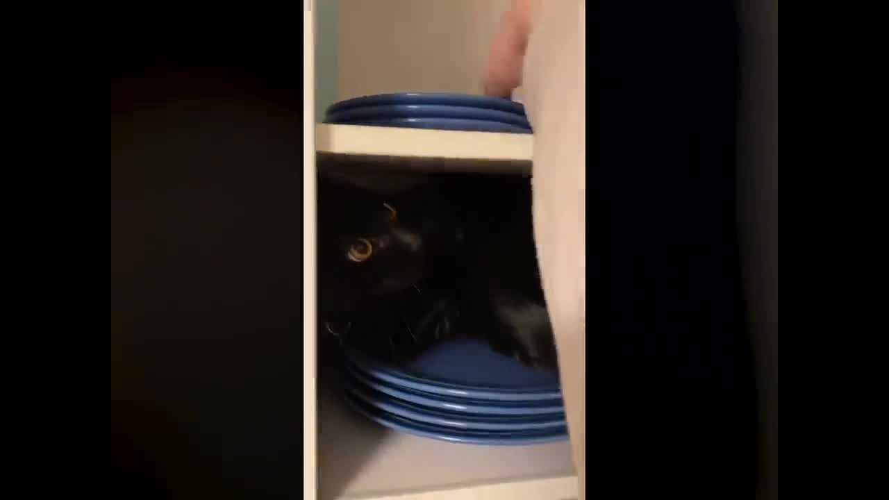 cabinet cat