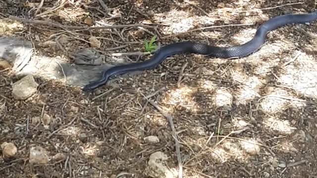 Black snake