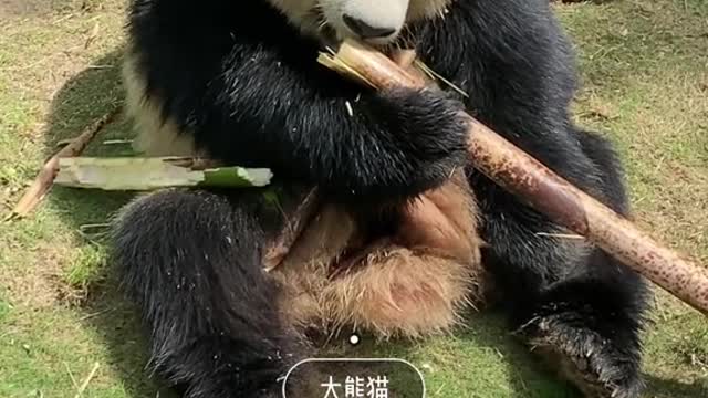 giant pandas