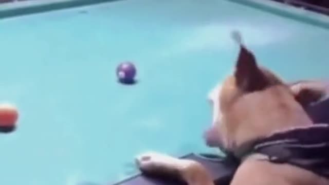 Dogs play billiards