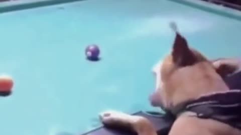 Dogs play billiards