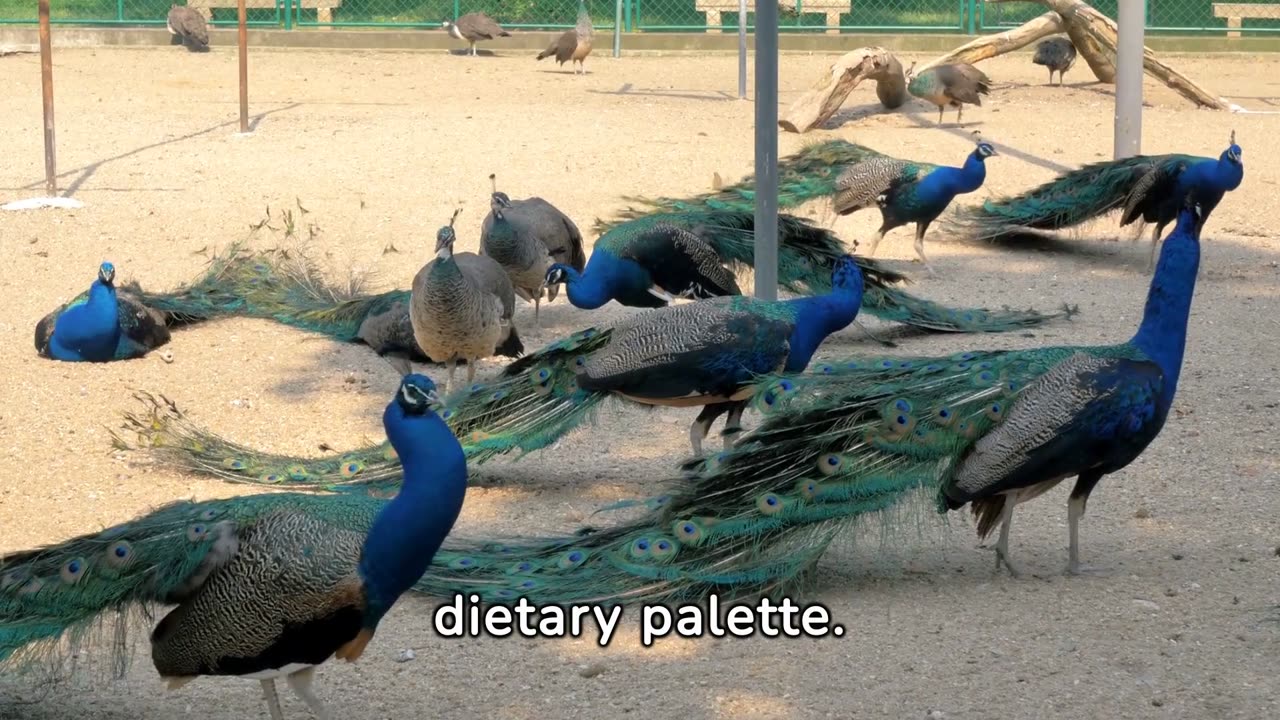 "Peacock Paradise: A Colorful Journey through Nature's Art"