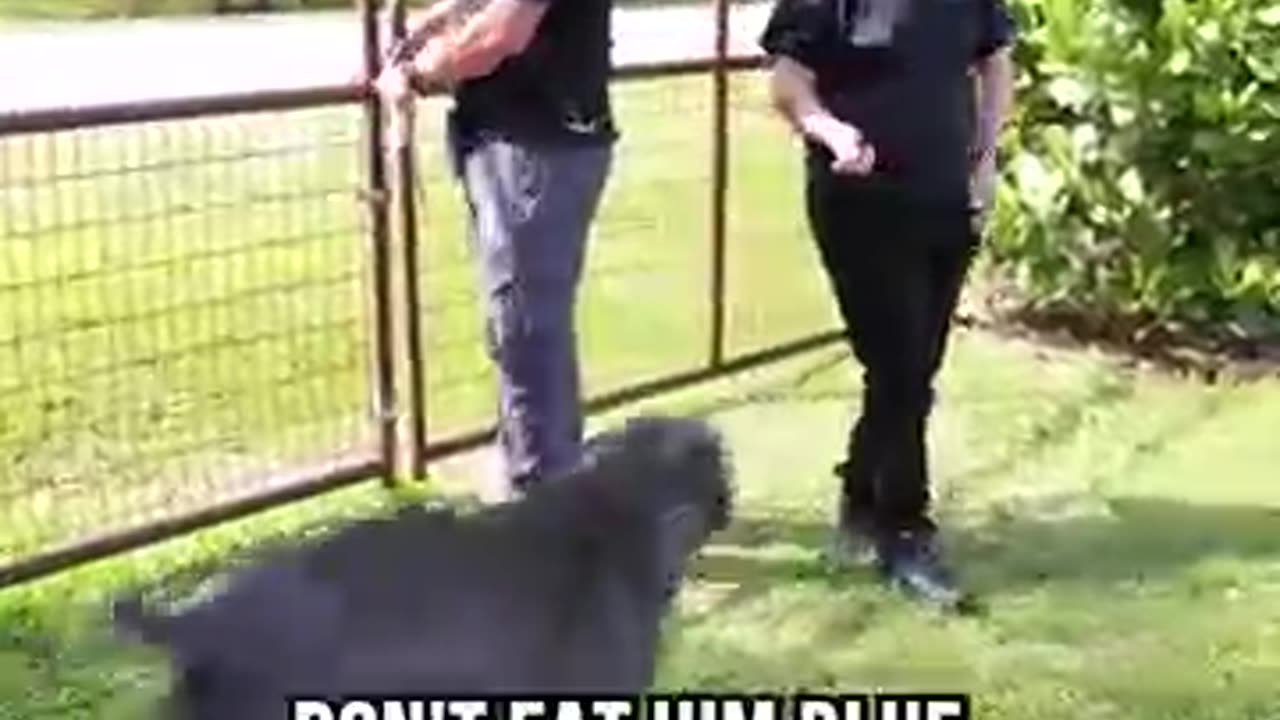 The Proper Way to Great a Dog