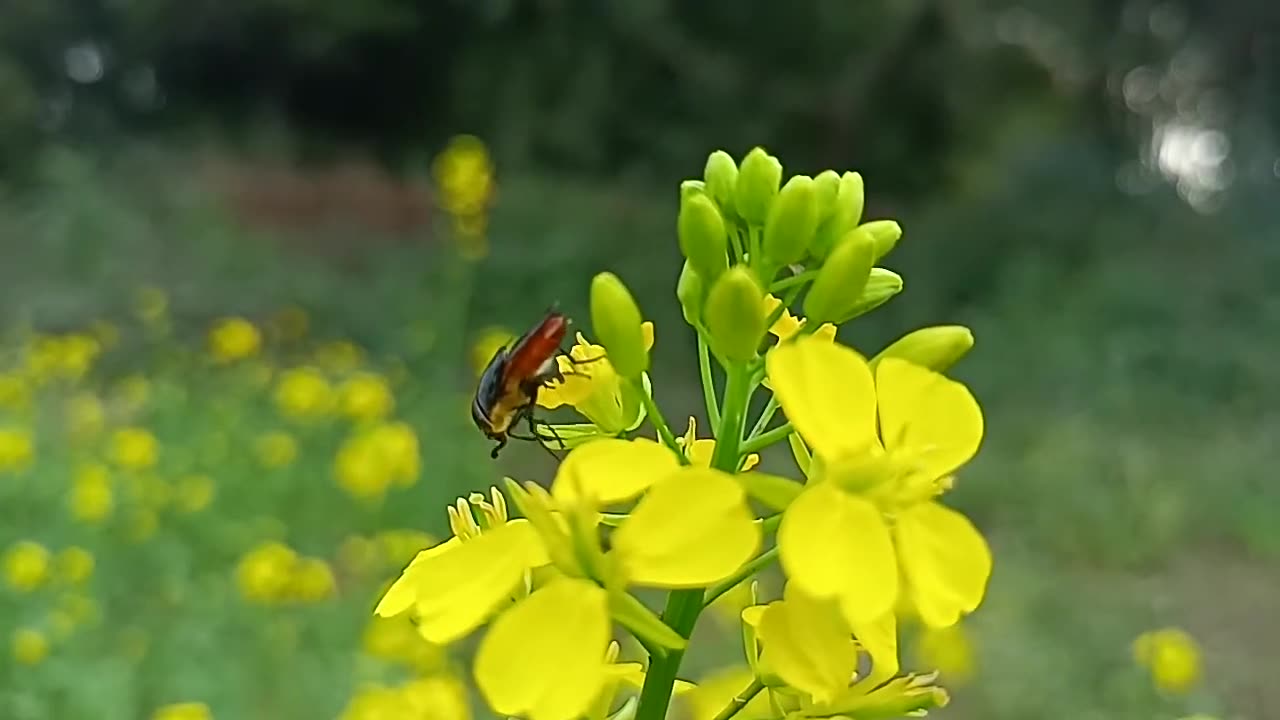 The bee is sitting in the mustard flower/..nature view...