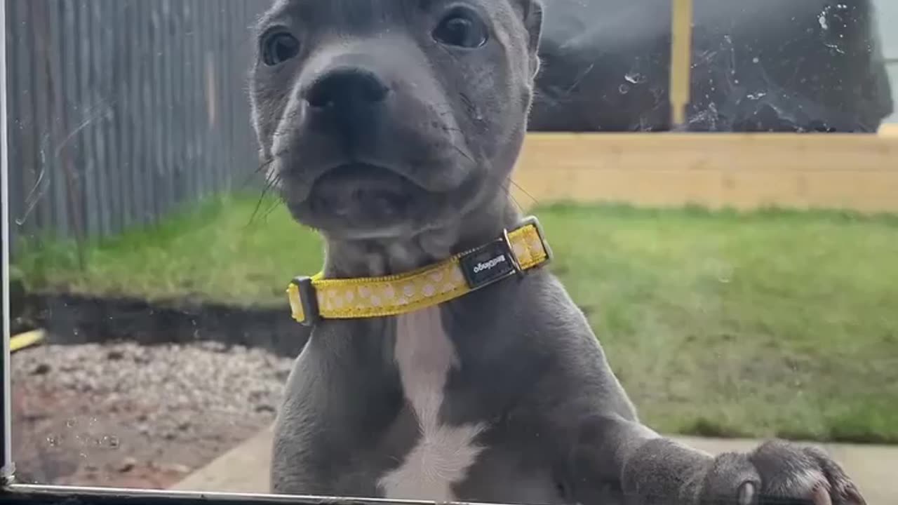 HEY MUMMY dog cuteness and happy to go in car 🚘🥰😘😘