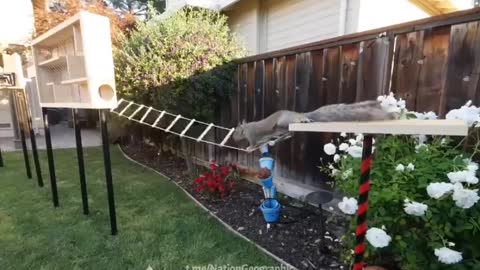 Former NASA engineer builds an obstacle course for squirrels stealing bird food!