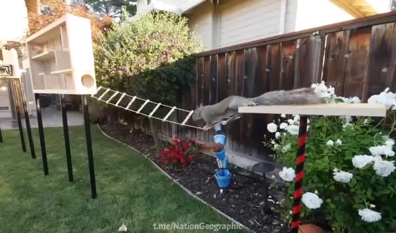 Former NASA engineer builds an obstacle course for squirrels stealing bird food!
