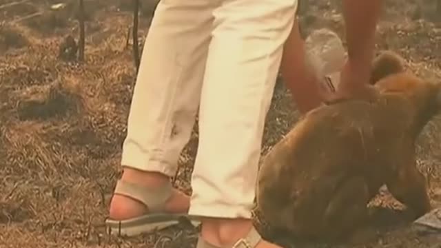 This woman rescued a #koala trapped in an #australian wildfire