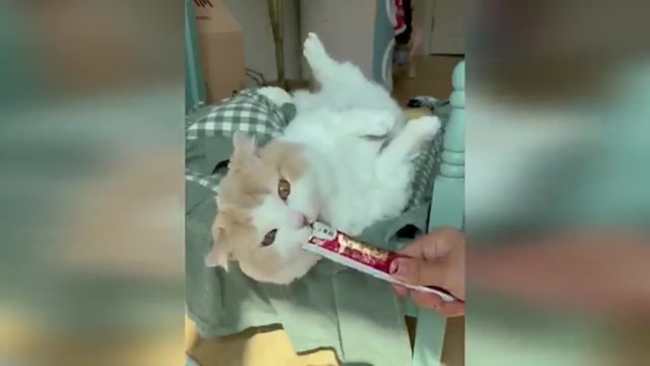 FunnyAnimals