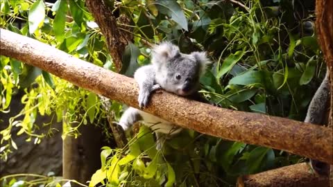 Baby Koala Bears Playing & Climbing