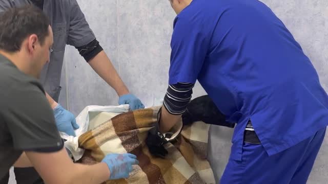 Vets Struggle with Feisty Feline