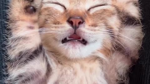 😘 😸GATITO 😴DURMIENDO 🫶MUY 🤭AGUSTITO.👍