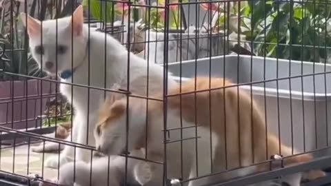 Funny Animal Videos 😂- Funniest Cats And Dogs Videos