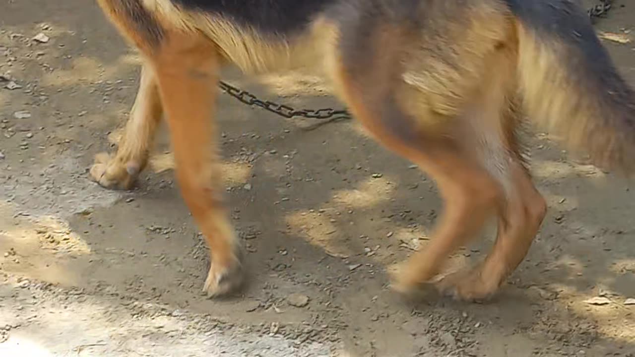 Female GSD mature