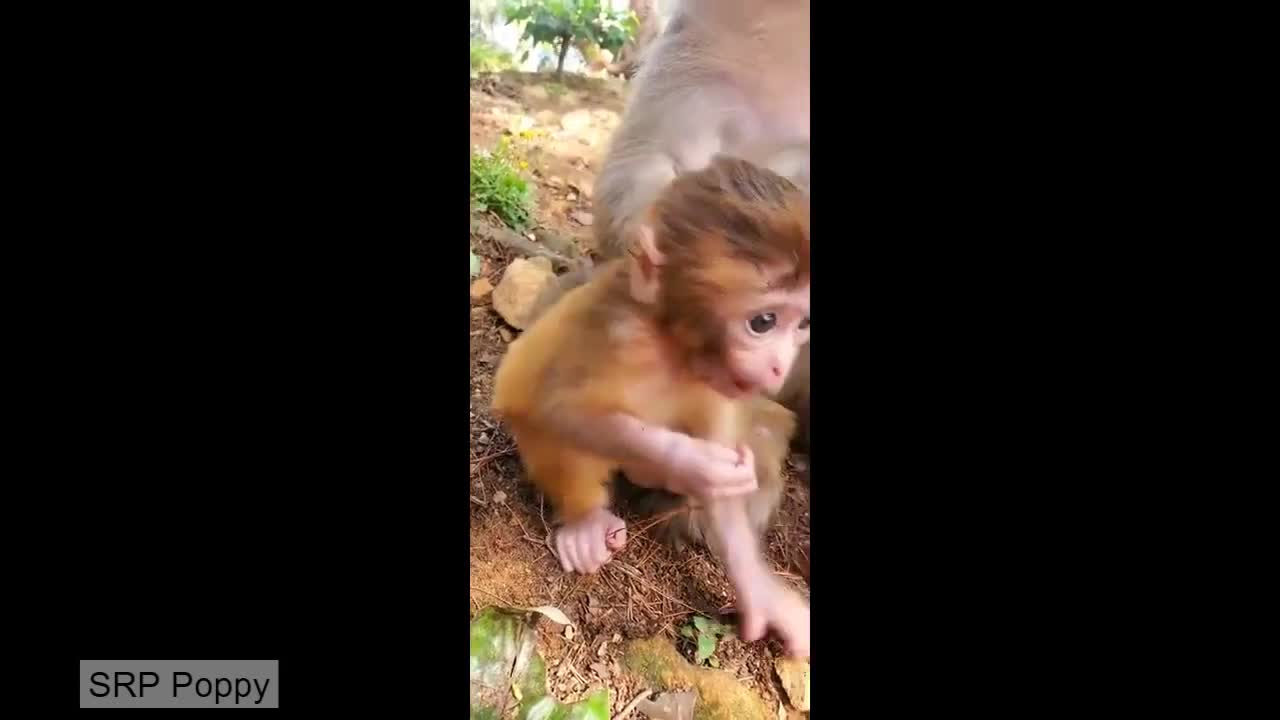 Cute young baby monkey | caring parent | pet lovers | Funky animals