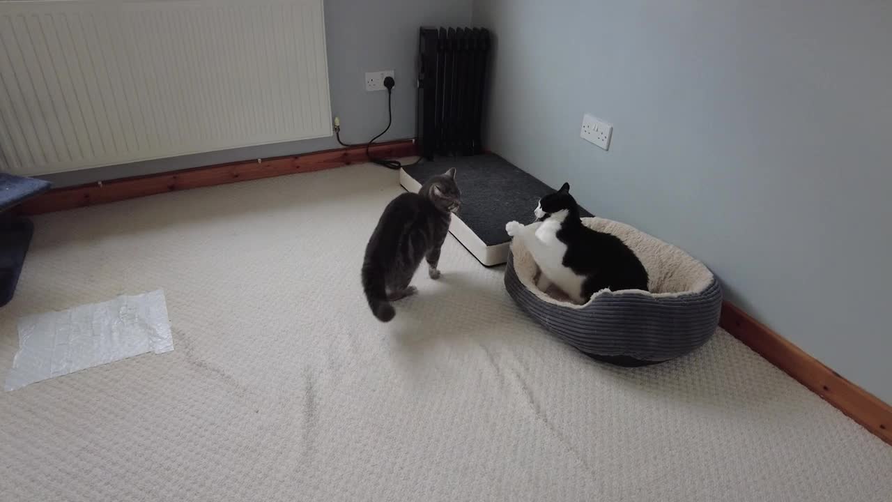 Cat Body Slams Another Cat