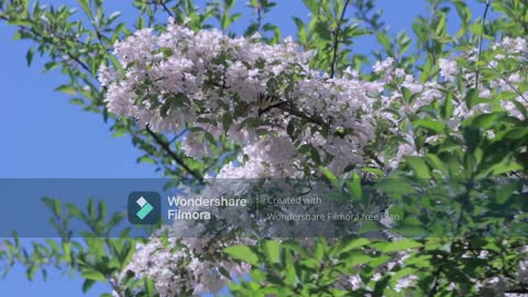 Flowers of the Natures