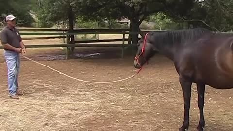 How to Teach your Horse Patience on the Ground