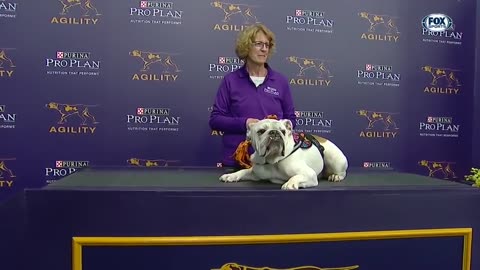 WatchWatch Rudy the Bulldog crush the 2019 WKC Masters Agility course