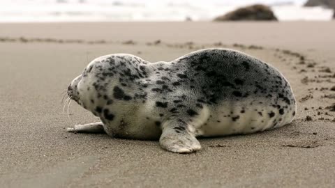 Passionate sea lion