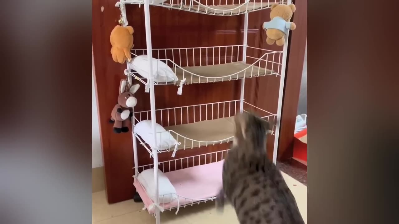 Funny cats video