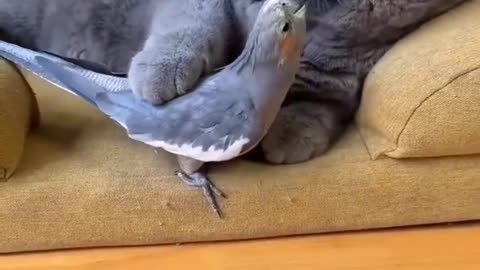 Funny cat & bird 🐈🐦