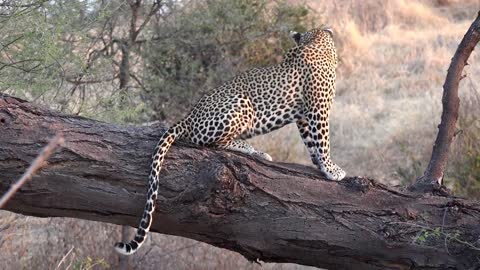 ruaha cats