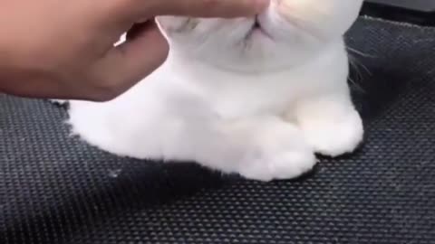 These cats are so cute