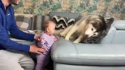 HUSKY HELPS BABY STAND UP FOR THE FIRST TIME EVER!!!..😭😭.