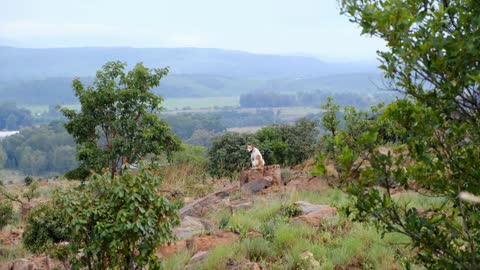 dog meditating on a rock in the forest