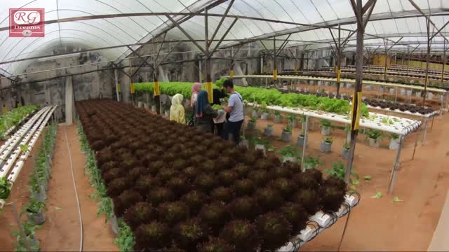 Hydroponics farm at Big red strawberry Farm, Cameron Highlands, Malaysia