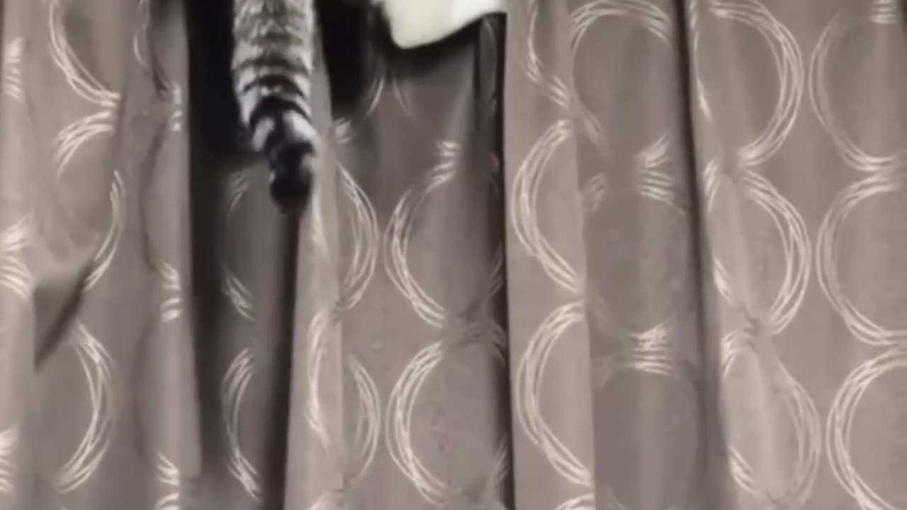 Funny animals 2023π - Funniest Cats and Dogs Videoππ268 #shorts