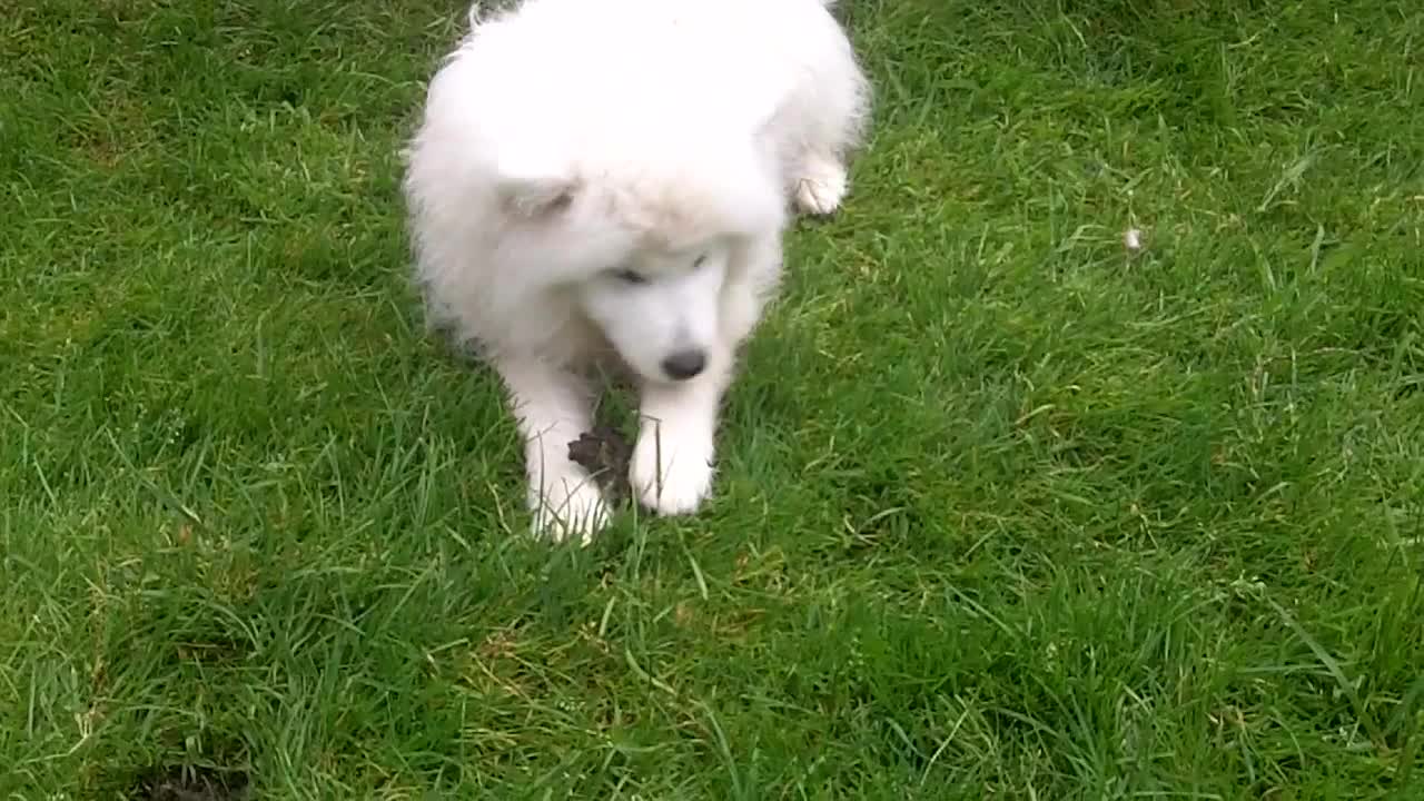 samoyed puppy kelly scoffing