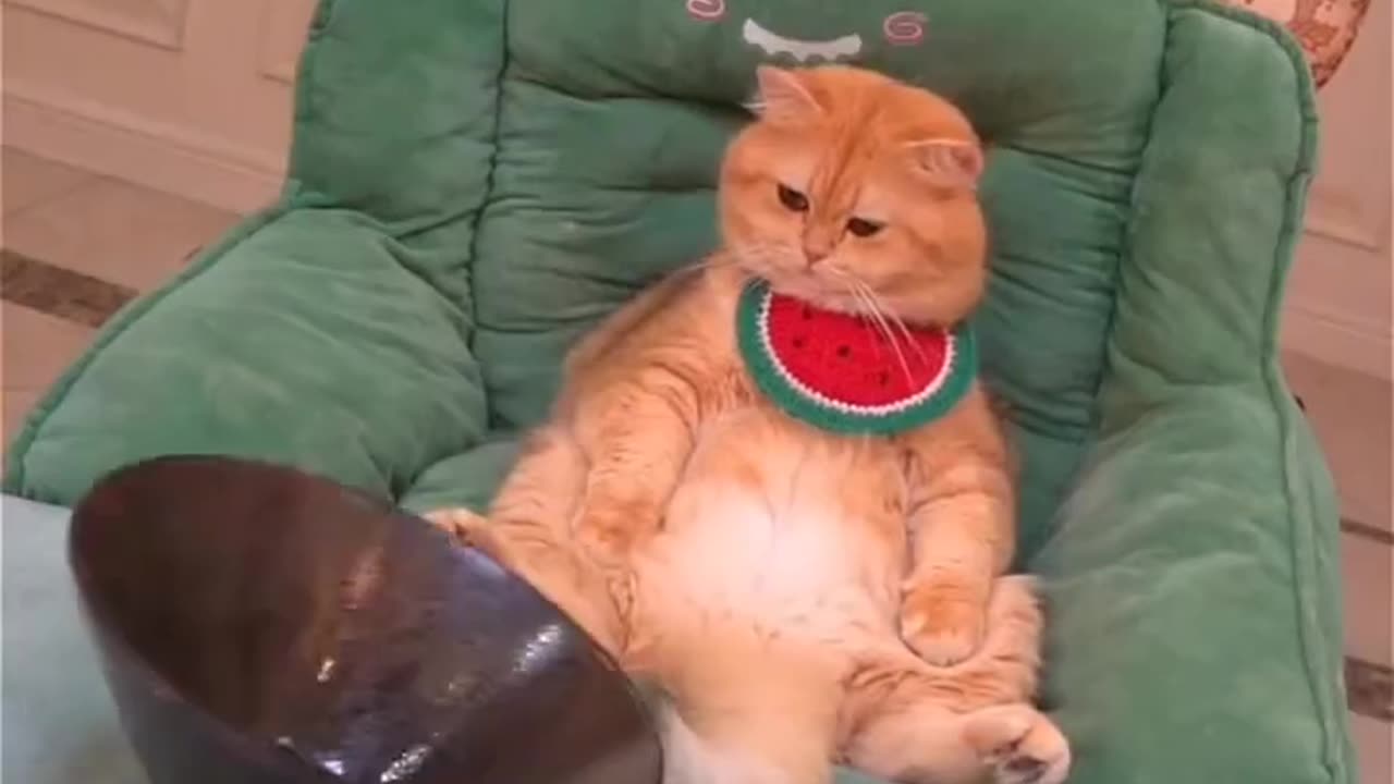 funniest cat videos!! 😄