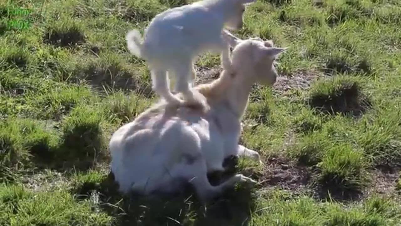 Funny and cutest goats